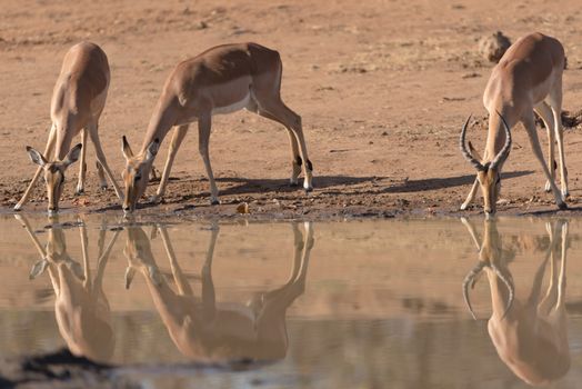 Impala antelope drinking water in the wilderness of Africa