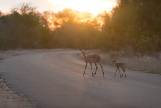 Impala calf, baby impala antelope in the wilderness of Africa