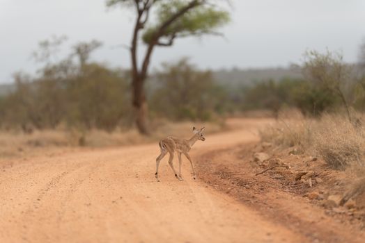 Impala calf, baby impala antelope in the wilderness of Africa