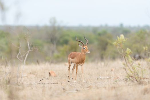 Impala antelope in the wilderness of Africa