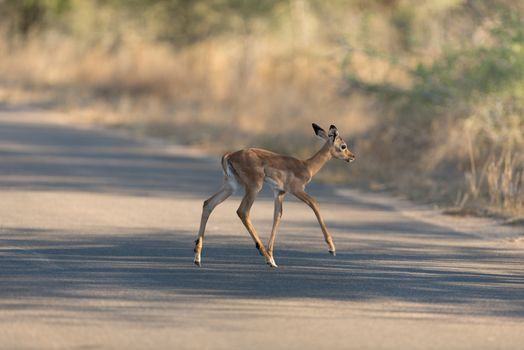 Impala calf, baby impala antelope in the wilderness of Africa