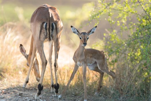 Impala calf, baby impala antelope in the wilderness of Africa