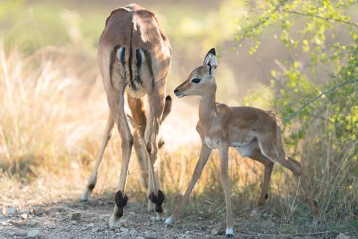 Impala calf, baby impala antelope in the wilderness of Africa