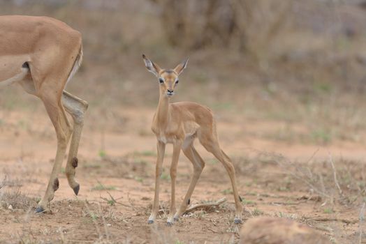 Impala calf, baby impala antelope in the wilderness of Africa