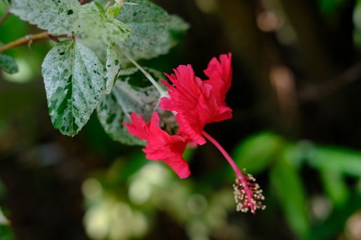 Close up Red Hibiscus flower bloom on a green background. Selective focus.