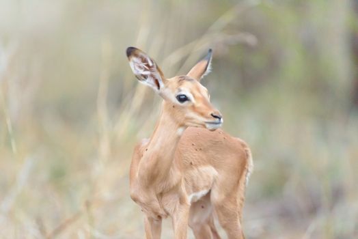 Impala calf, baby impala antelope in the wilderness of Africa