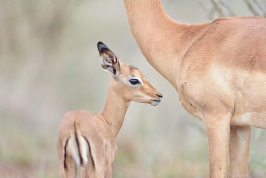 Impala calf, baby impala antelope in the wilderness of Africa