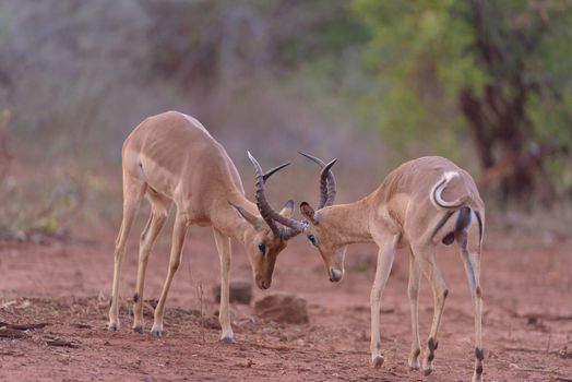 Impala antelopes fighting in the wilderness of Africa