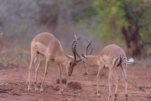 Impala antelopes fighting in the wilderness of Africa