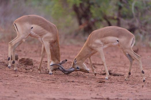 Impala antelopes fighting in the wilderness of Africa