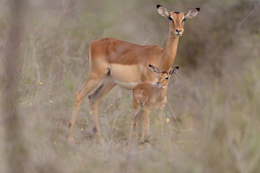 Impala calf, baby impala antelope in the wilderness of Africa