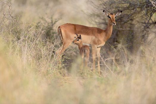 Impala antelope in the wilderness of Africa