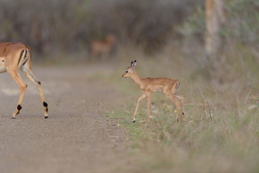 Impala calf, baby impala antelope in the wilderness of Africa