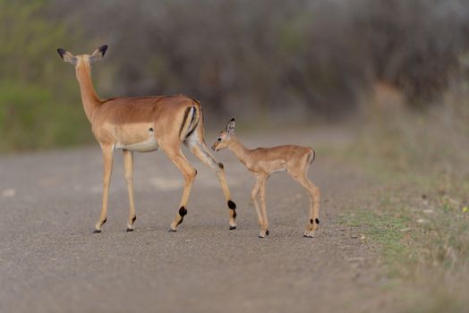 Impala calf, baby impala antelope in the wilderness of Africa