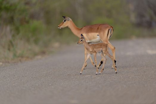 Impala calf, baby impala antelope in the wilderness of Africa