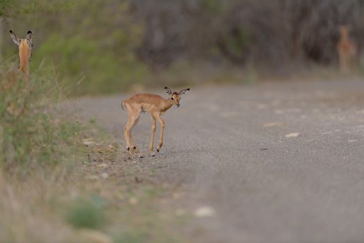 Impala antelope in the wilderness of Africa