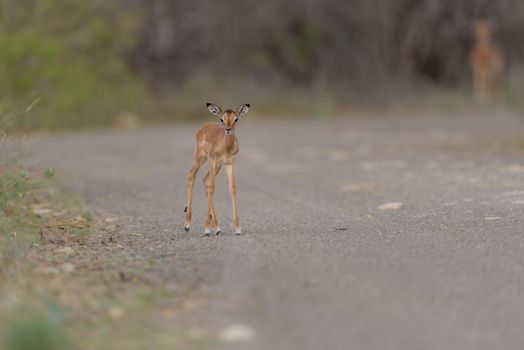 Impala calf, baby impala antelope in the wilderness of Africa