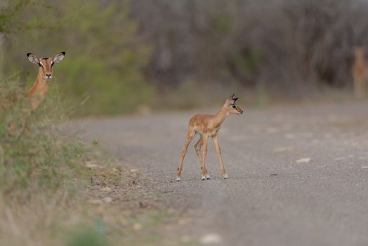 Impala antelope in the wilderness of Africa