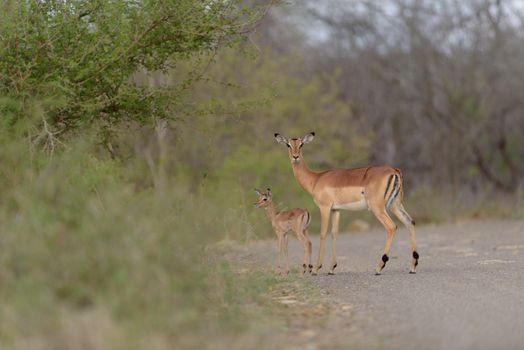 Impala calf, baby impala antelope in the wilderness of Africa