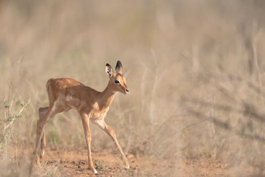 Impala calf, baby impala antelope in the wilderness of Africa