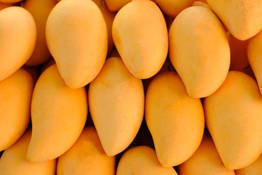 Close-up of Fresh Yellow Mangoes tropical fruits background or wallpaper. Fresh ripe exotic mango stack. 