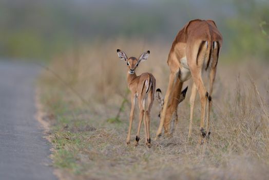 Impala calf, baby impala antelope in the wilderness of Africa