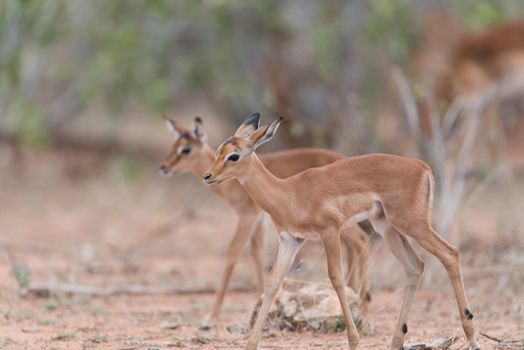 Impala calf, baby impala antelope in the wilderness of Africa