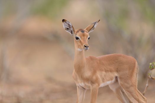 Impala calf, baby impala antelope in the wilderness of Africa