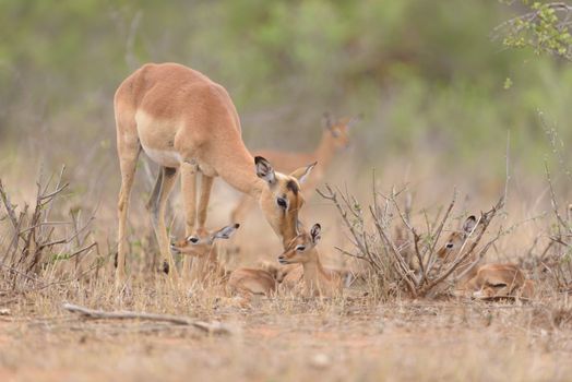 Impala calf, baby impala antelope in the wilderness of Africa