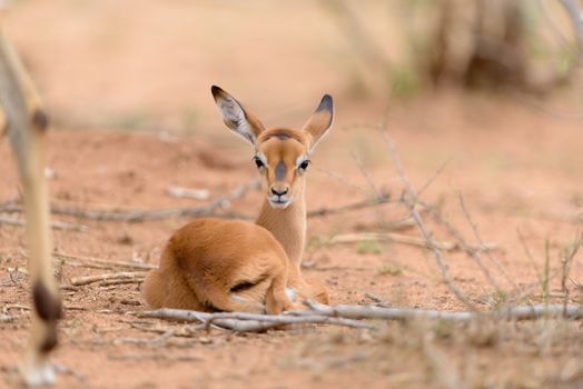 Impala calf, baby impala antelope in the wilderness of Africa