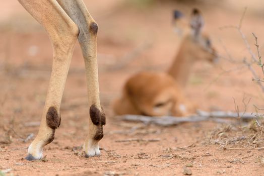 Impala calf, baby impala antelope in the wilderness of Africa