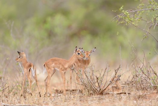 Impala calf, baby impala antelope in the wilderness of Africa