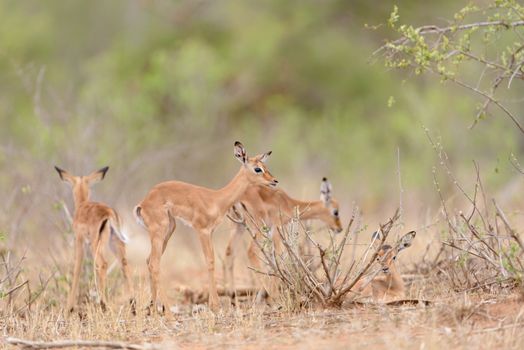 Impala calf, baby impala antelope in the wilderness of Africa