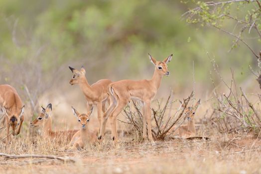 Impala calf, baby impala antelope in the wilderness of Africa