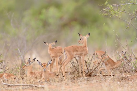 Impala calf, baby impala antelope in the wilderness of Africa