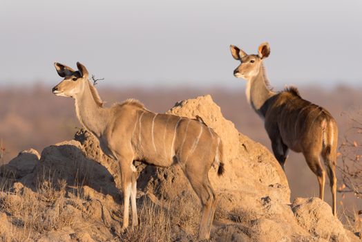 Kudu Antelope Portrait in the wilderness of Africa