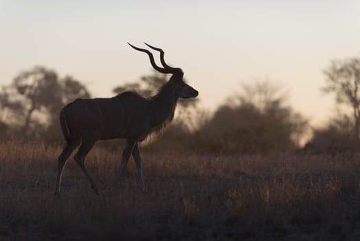 Kudu Antelope Portrait in the wilderness of Africa