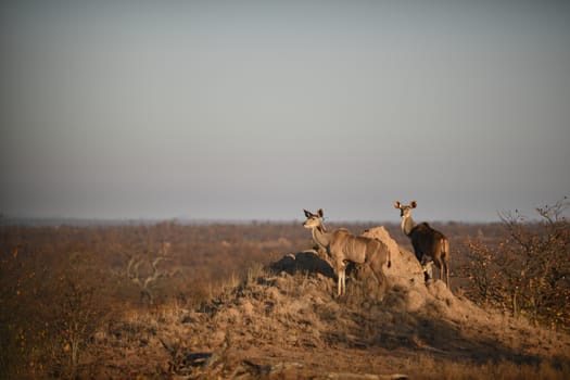 Kudu Antelope Portrait in the wilderness of Africa