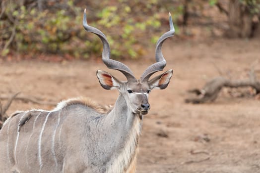 Kudu Antelope Portrait in the wilderness of Africa