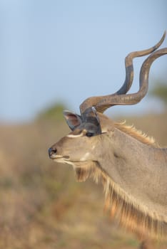 Kudu Antelope Portrait in the wilderness of Africa