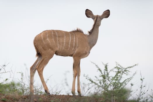 Kudu Antelope Portrait in the wilderness of Africa