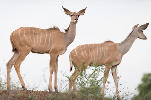 Kudu Antelope Portrait in the wilderness of Africa