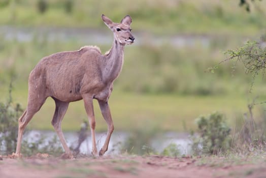 Kudu Antelope Portrait in the wilderness of Africa