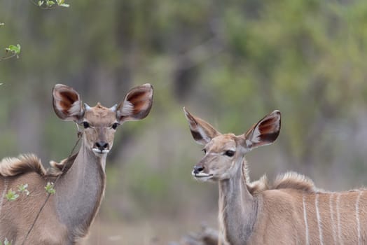 Kudu Antelope Portrait in the wilderness of Africa