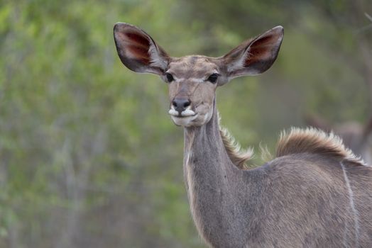 Kudu Antelope Portrait in the wilderness of Africa