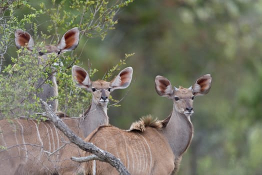 Kudu Antelope Portrait in the wilderness of Africa