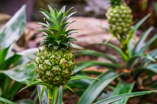 closeup of a unripe pineapple growing on a plant, Edible fruit, popular tropical specie from America