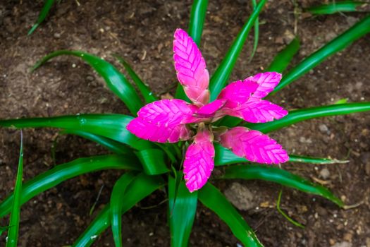 purple Vriesea plant in closeup, colorful tropical plant specie from America