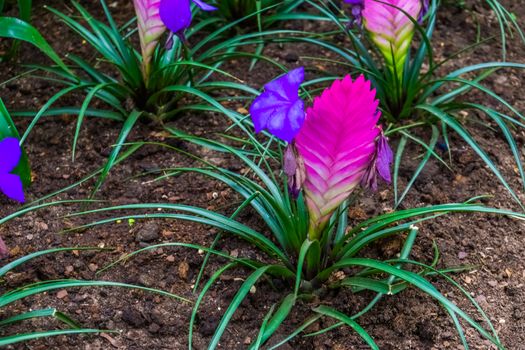 closeup of a vriesea electric plant in a tropical garden, colorful exotic flower specie from America