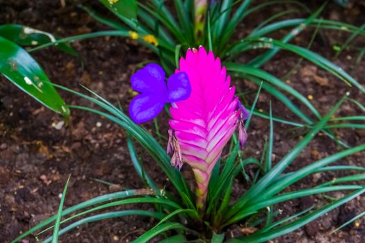 closeup of a pink vriesea electric, colorful tropical plant specie from America